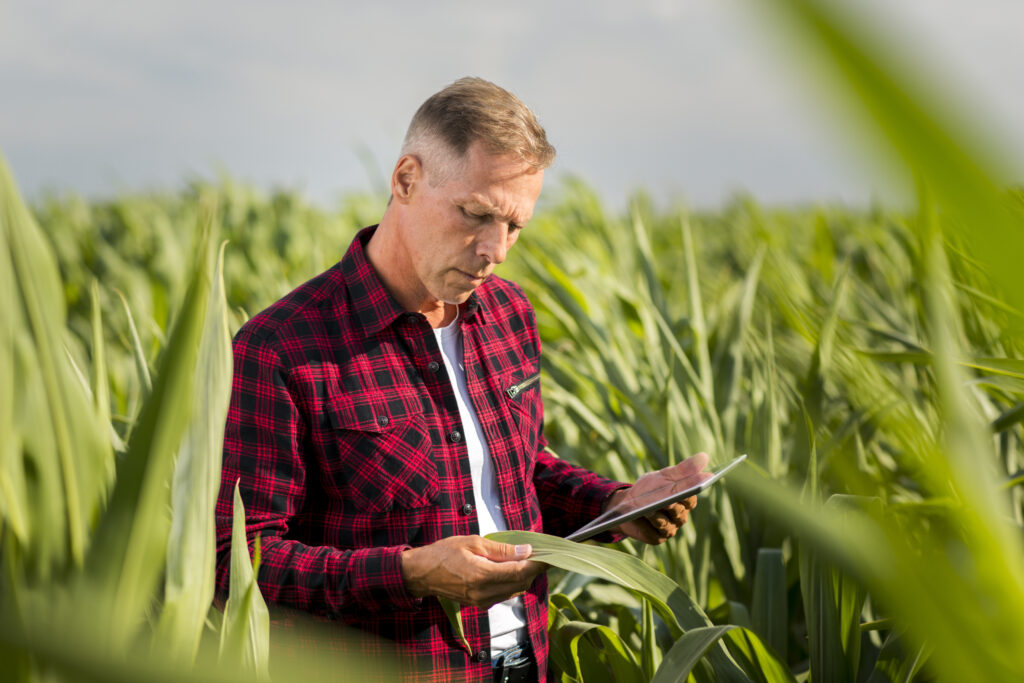 man-attentively-inspecting-corn-leaf